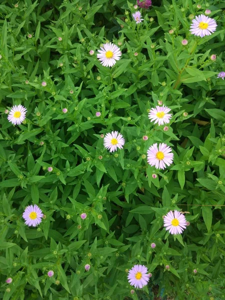 Flowers Aster Amellus Real Backround Summer Осенний Цветущий Сад — стоковое фото