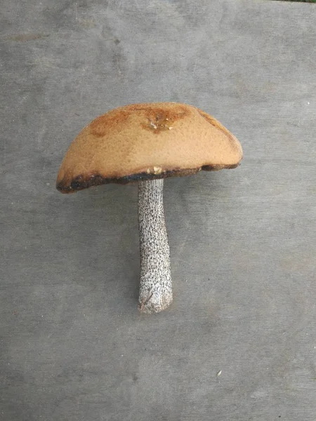 Mushroom Boletus Gray Background — Stock Photo, Image