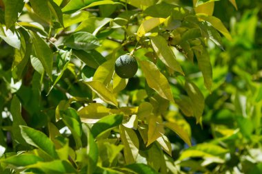 Ağaç açık havada olgunlaşmamış küçük yeşil limon