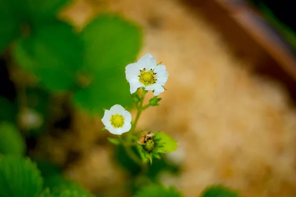 Beautiful White Strawberry Flowers Blooming Garden — Stock Photo, Image