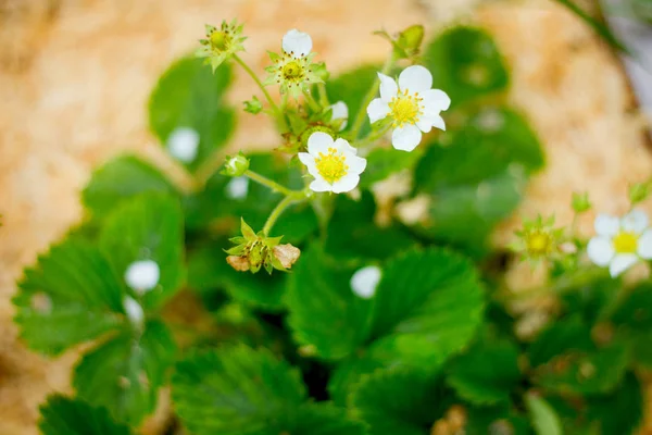 Beautiful White Strawberry Flowers Blooming Garden — Stock Photo, Image