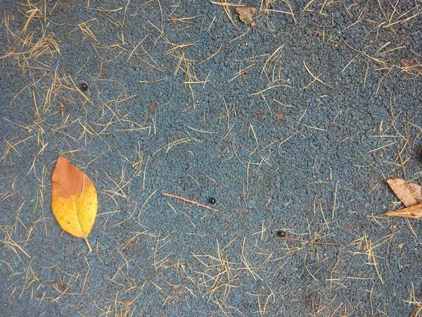 Осенний Серый Фон Оранжевым Листом Желтой Иглой Лиственницы — стоковое фото