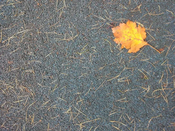 Herfst Grijs Backround Met Oranje Blad Gele Lariks Naalden — Stockfoto