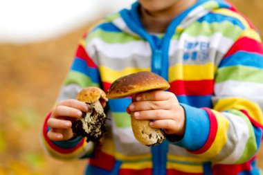 Close-up of child's hands holding two porcini boletus (ceps)