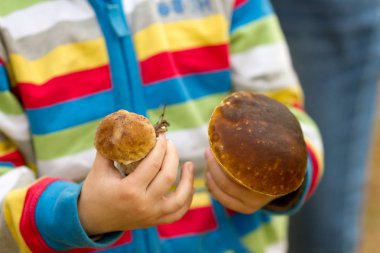 Close-up of child's hands holding two porcini boletus (ceps)