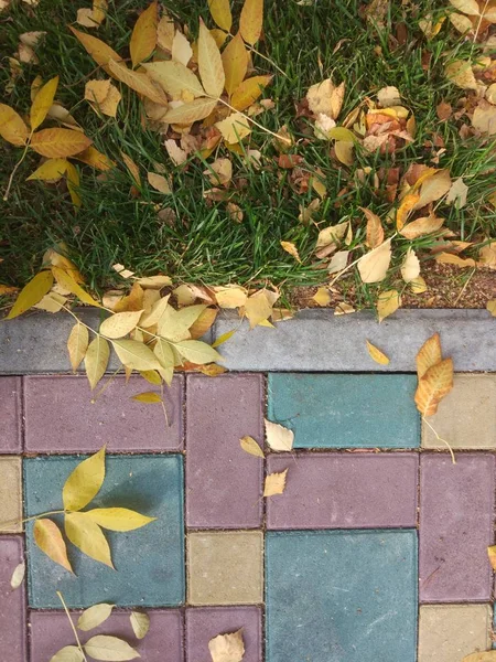 Осенний Рисунок Сзади Серой Травой Тротуарной Плиткой Желтыми Листьями — стоковое фото