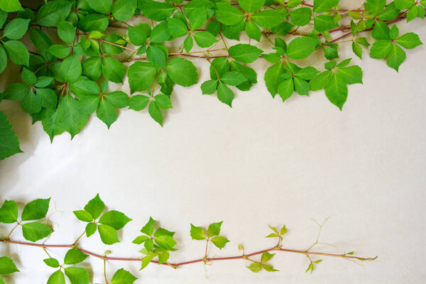 Frame backround with virginia creeper (or poisoned ivy) on the gray stone with sun reflections