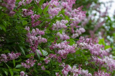 Botanik konsepti: Dev leylak çalıları açmaya başlıyor, genç çiçekler, bahar.