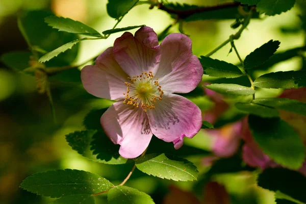 Botanical Concept Pink Wild Rose Blooming Sunny Spring Day — Stock Photo, Image