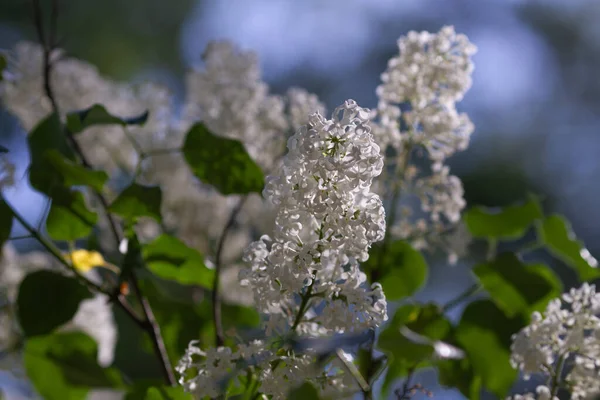 Echt Natuurlijk Witte Lelie Begint Bloeien Jonge Bloemen Lente Frisheid — Stockfoto