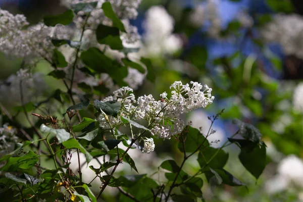 Echt Natuurlijk Witte Lelie Begint Bloeien Jonge Bloemen Lente Frisheid — Stockfoto