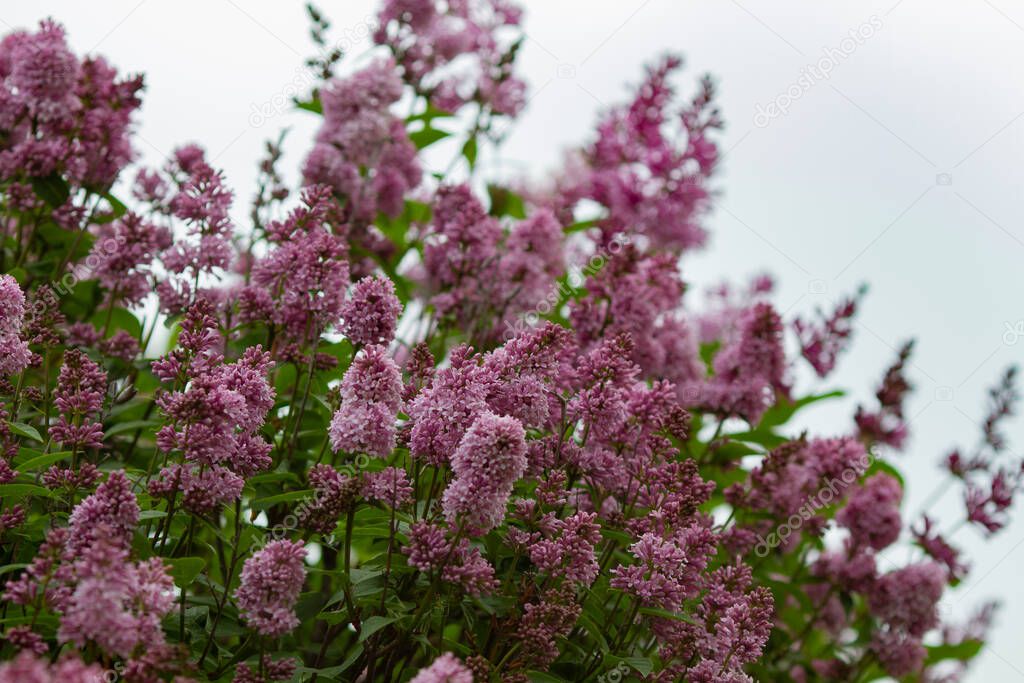 Botanical concept: giant Lilac bushes beginning to bloom, young flowers, spring.