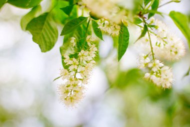 Gerçek doğal arka plan: beyaz kuş kiraz çiçeği. Seçici odak