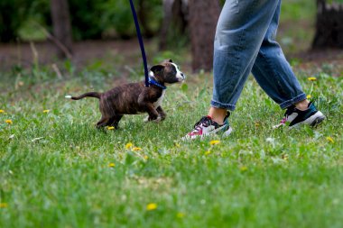 Küçük yavru Alman boksör mavi yakalı tasmayla yürüyor, zıplıyor, bahar günü çimenlerde bir insanla oynuyor.