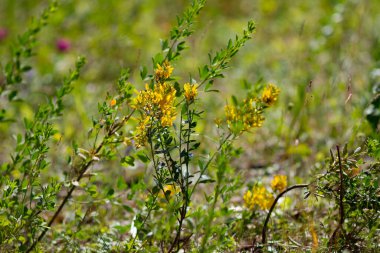 Gerçek doğa arka plan: Güzel güneşli yaz gününde yeşil çimenlerin arasında sarı yabani çiçekler