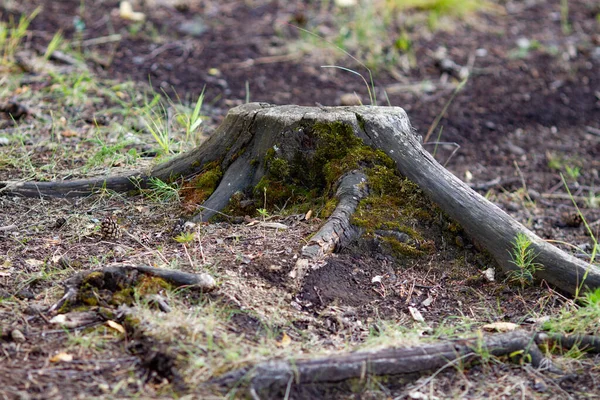 Adevăratul Fundal Naturii Ciot Vechi Înconjurat Mușchi Iarbă Marginea Pădurii — Fotografie, imagine de stoc