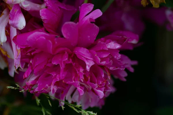 Primer Plano Enorme Peonía Color Rosa Oscuro Jardín Concepto Botánico —  Fotos de Stock