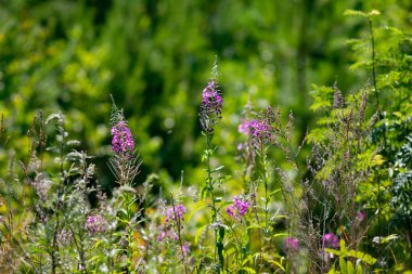 Yaz mevsimi doğal arka plan: güneşli yeşil bir çayırda güzel mor Ivan-çay çiçekleri. Yatay çekim