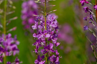 Yaz mevsimi doğal arka plan: güzel mor Ivan-çay çiçeklerinin yakın çekimi. Yatay çekim