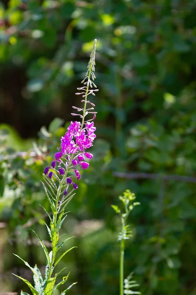 Lato Naturalne Zaplecze Piękne Fioletowe Kwiaty Ivan Herbata Słonecznym Zielonym — Zdjęcie stockowe