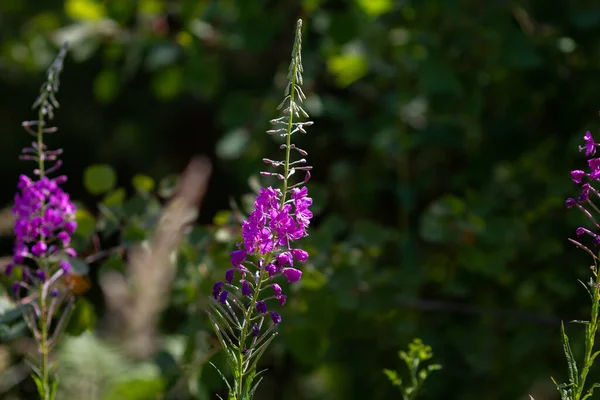 Été Naturel Belles Fleurs Pourpres Ivan Thé Sur Fond Herbe — Photo