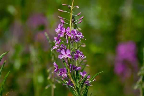 Arrière Rond Naturel Été Belles Fleurs Ivan Thé Pourpres Avec — Photo