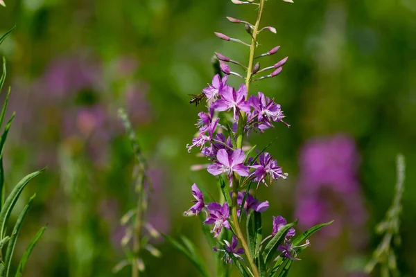 Arrière Rond Naturel Été Belles Fleurs Ivan Thé Pourpres Avec — Photo