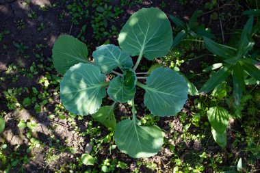 Yaz bahçıvanlığı: sebze yetiştirme, yeşil lahana filizi ve güneşli bir yaz gününde yapraklar.. 