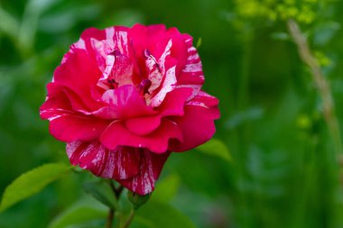 Gerçek doğal arka plan: yeşil bahçede pembe ve beyaz gül. Boşluğu kopyala