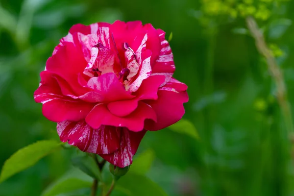 Fondo Natural Real Rosa Rosa Blanca Jardín Verde Copiar Espacio —  Fotos de Stock