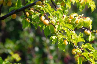 Evde bahçıvanlık: bir yaz gününde ağaçta yeşil ve sarı erikler. Gerçekten doğal bir arka plan.