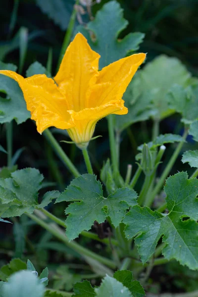 Domácí Zahrádkářství Zblízka Velký Žlutý Květ Cukety Kvetoucí Squash — Stock fotografie