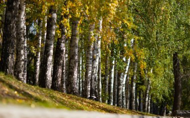 Büyülü bir sonbahar gününde Birch sokağı. Sonbaharın parlak renkleri: Sarı, kırmızı, turuncu.