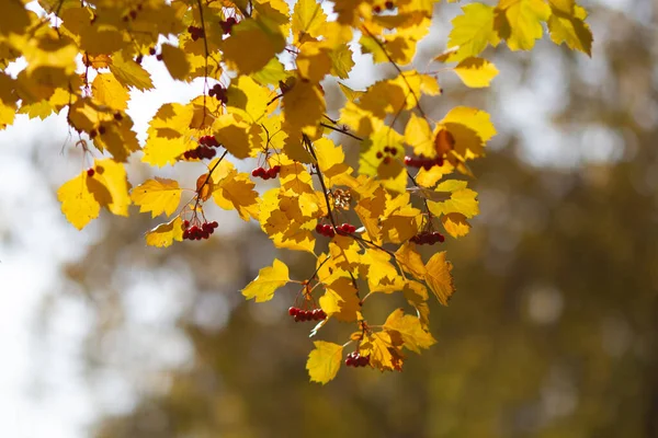 Echt Natürlicher Herbsthintergrund Weißdornzweige Mit Gelben Blättern Und Beeren Einem — Stockfoto