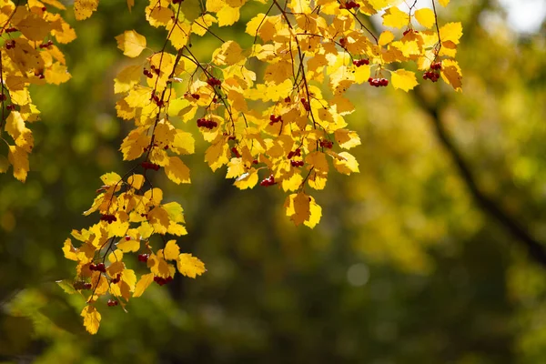 Echt Natürlicher Herbsthintergrund Weißdornzweige Mit Gelben Blättern Und Beeren Einem — Stockfoto