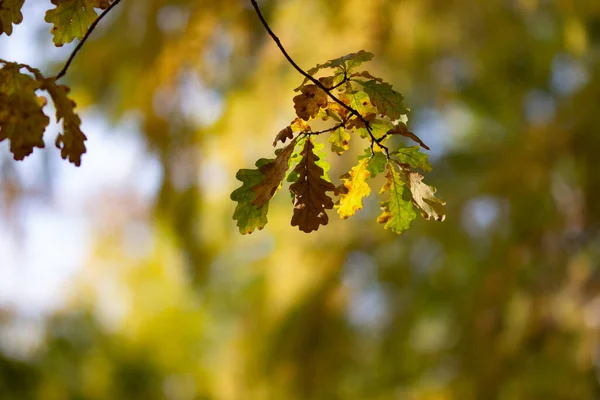 Echt Natürlicher Herbst Hintergrund Brunch Mit Eichenblättern Sonnenlicht Einem Schönen — Stockfoto