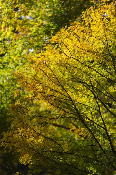 Echte Naturpostkarte Gelber Akazienbaum Der Einem Schönen Sonnigen Herbsttag Vom — Stockfoto