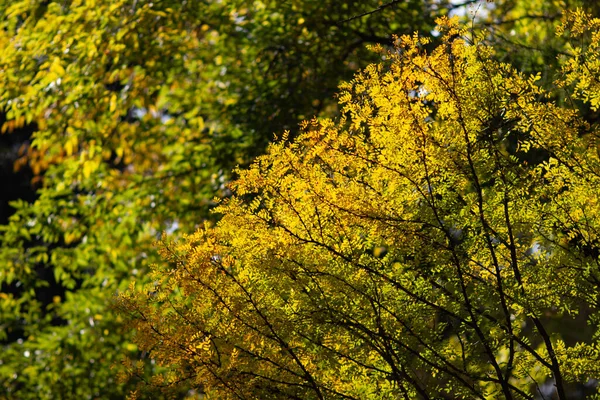 Echte Naturpostkarte Gelber Akazienbaum Der Einem Schönen Sonnigen Herbsttag Vom — Stockfoto