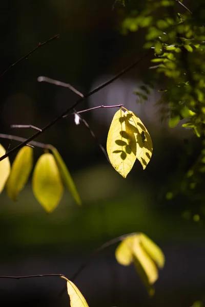 Gele Herfstbladeren Verlicht Door Zonlicht Donkere Ondergrond Magie Van Licht — Stockfoto