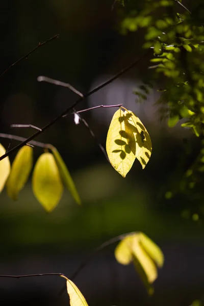 Gelbe Herbstblätter Vom Sonnenlicht Auf Dunklem Hintergrund Beleuchtet Magie Von — Stockfoto