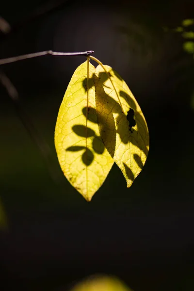 Gelbe Herbstblätter Vom Sonnenlicht Auf Dunklem Hintergrund Beleuchtet Magie Von — Stockfoto