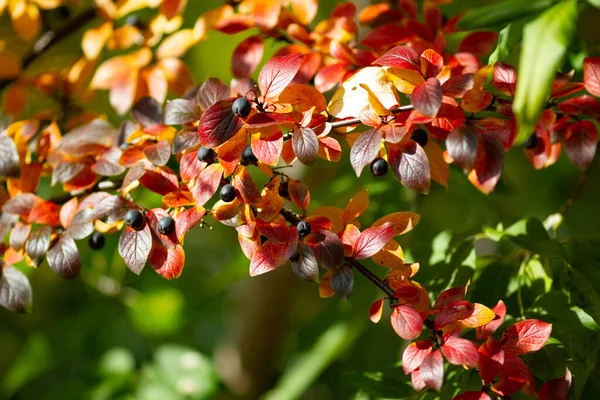 Real Botanical Backround Cotoneaster Lucidus Berries Iluminated Sunlight Beautiful Autumn — Stock Photo, Image