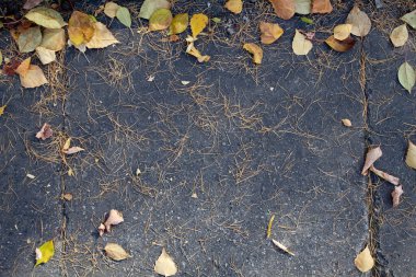 Gerçek sonbahar arka planı: Sarı yapraklar, karaçam iğnesi, gri asfaltta koniler. Sonbahar şablonu. Boşluğu kopyala