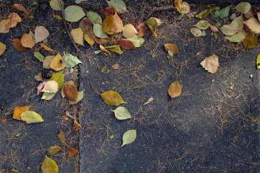 Gerçek sonbahar arka planı: Sarı yapraklar, karaçam iğnesi, gri asfaltta koniler. Sonbahar şablonu. Boşluğu kopyala