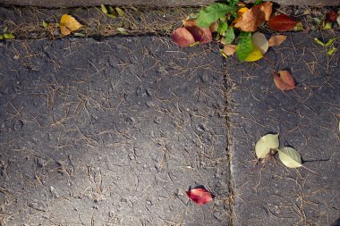 Gerçek sonbahar arka planı: Sarı yapraklar, karaçam iğnesi, gri asfaltta koniler. Sonbahar şablonu. Boşluğu kopyala
