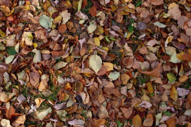 Gerçek doğal arka plan: yerde kahverengi, turuncu ve sarı yapraklar. Sonbahar mevsimi deseni