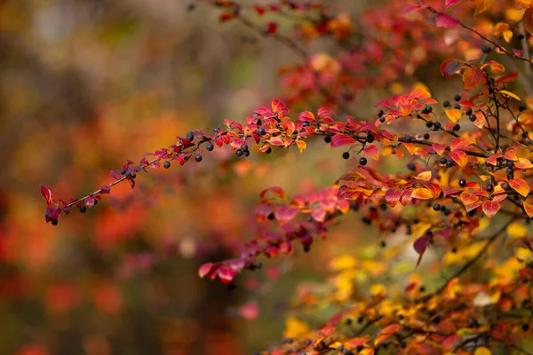 Echter Herbst Hintergrund Cotoneaster Lucidus Mit Beeren Die Einem Schönen — Stockfoto