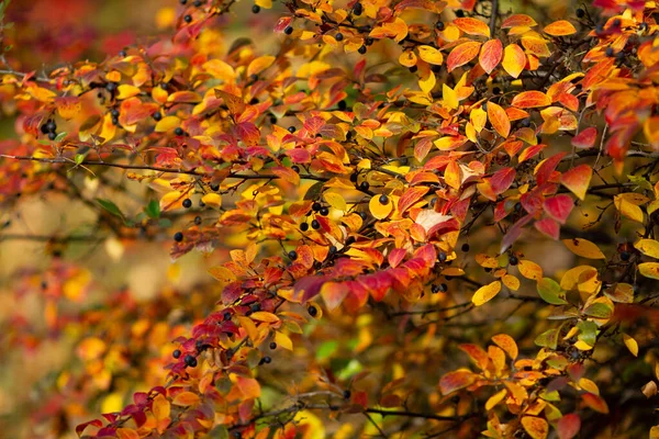 Valódi Őszi Háttér Cotoneaster Lucidus Bogyókkal Megvilágított Napfény Egy Gyönyörű — Stock Fotó