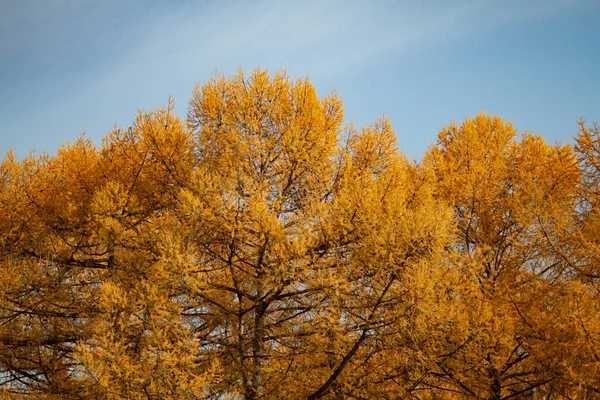 Echter Herbst Hintergrund Riesige Gelbe Lärchen Vor Blauem Himmel Schöne — Stockfoto