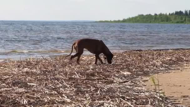 Cãozinho atlético ativo correndo no mar — Vídeo de Stock